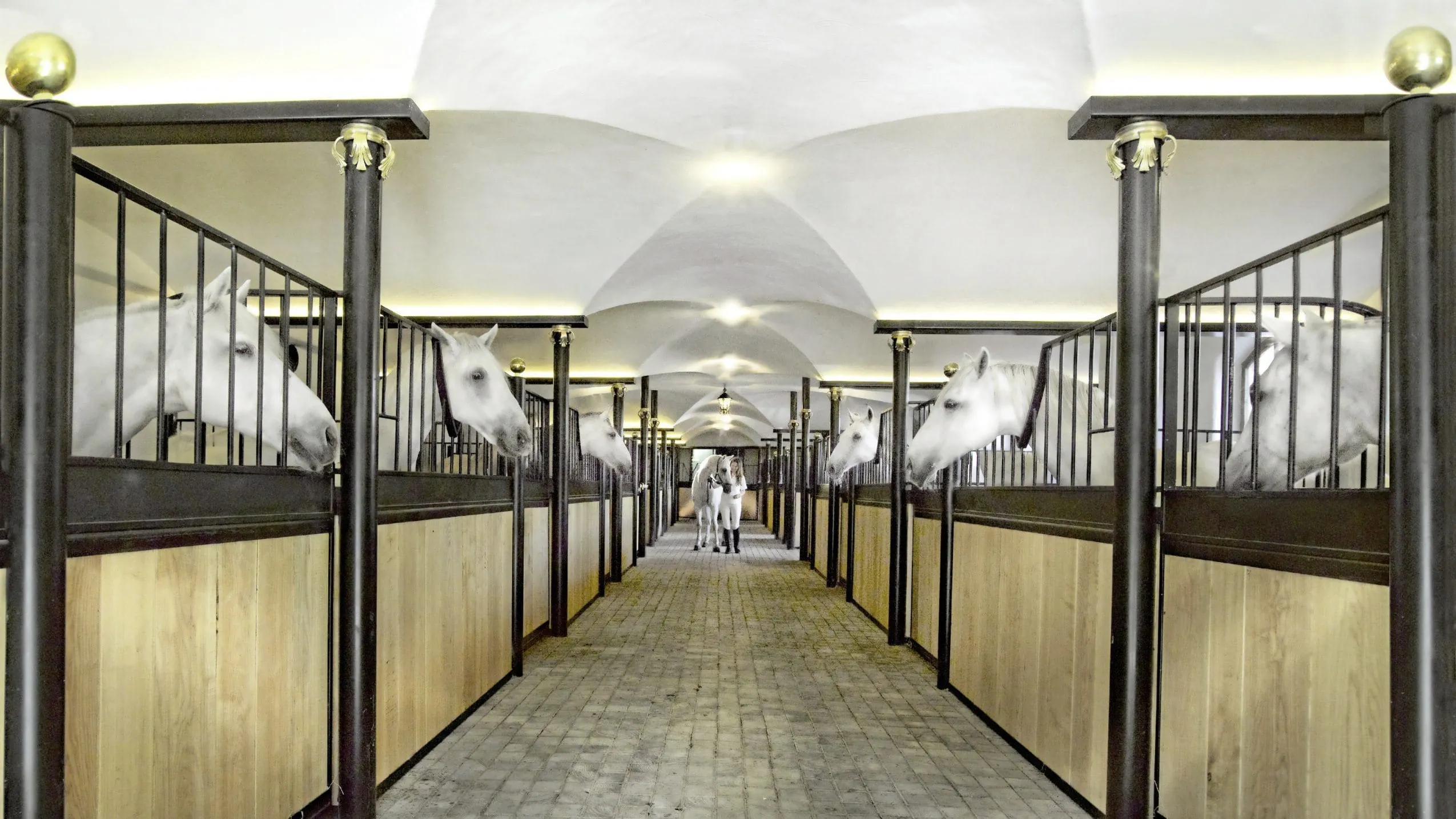 mehrere Lipizzaner des Bio- und Wellnessresorts Stanglwirt schauen aus ihren Pferdeboxen