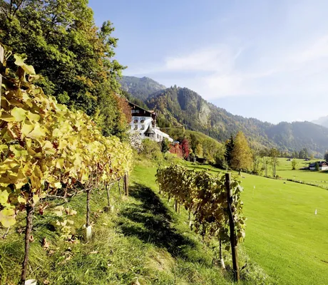 Wiesenflächen und Weinreben vor dem Hotel Prinz-Luitpold-Bad