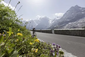 Blumenwiese vor Rennradfahrer auf der Stilfserjoch-Passstraße