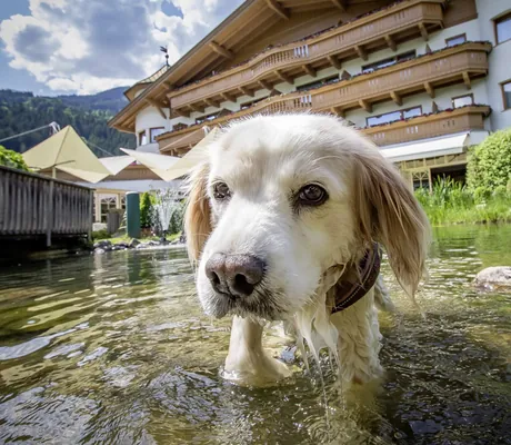 weißer Hund im Teich des Gartenhotel Magdalena schaut in die Kamera
