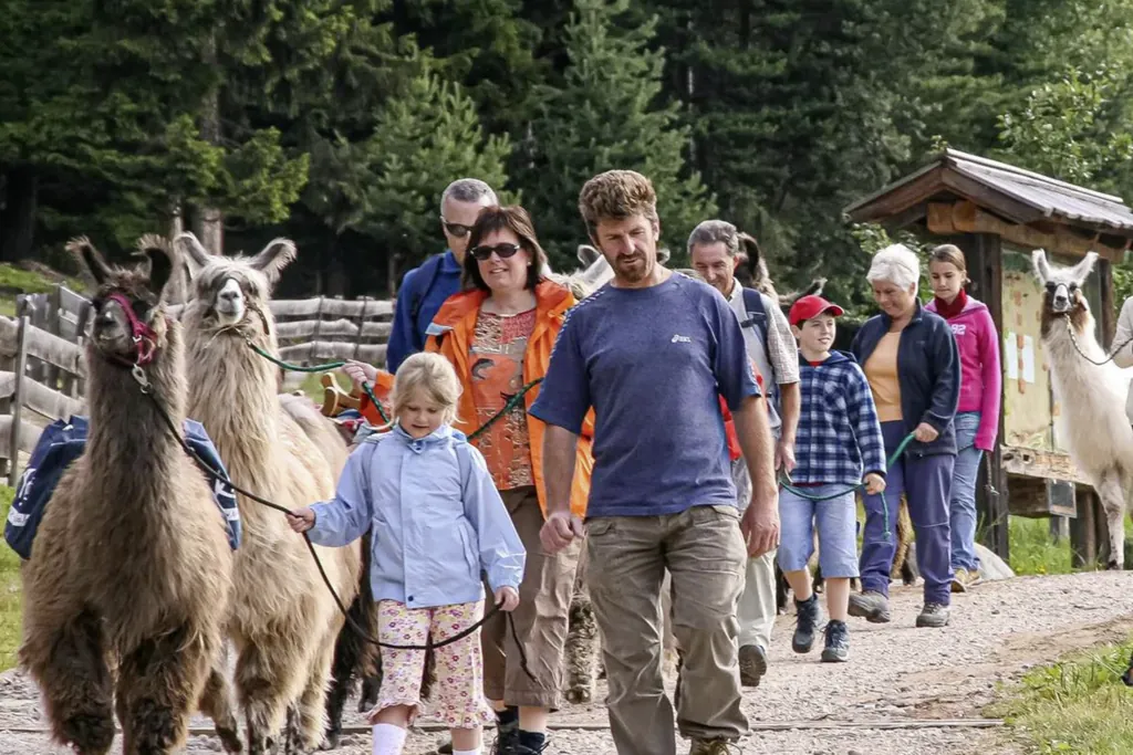 Eine Gruppe von Menschen jeden Alters läuft auf einem Feldweg am Waldrand. Jeder hat ein Alpaka an der Leine, das er führt. Vorne weg läuft ein Guide, der die Gruppe anführt.