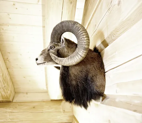 Kopf eines braunen Steinbocks an der Holzwand der Summit Lodges