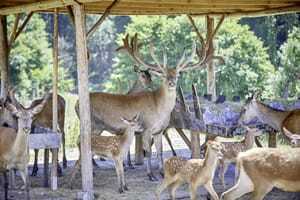 Hirsch mit Geweih, Rehe und Rehkitze in einem hölzernen Unterstand, umgeben von grüner Natur in der Nähe des Wellnesshotels Badischer Hof