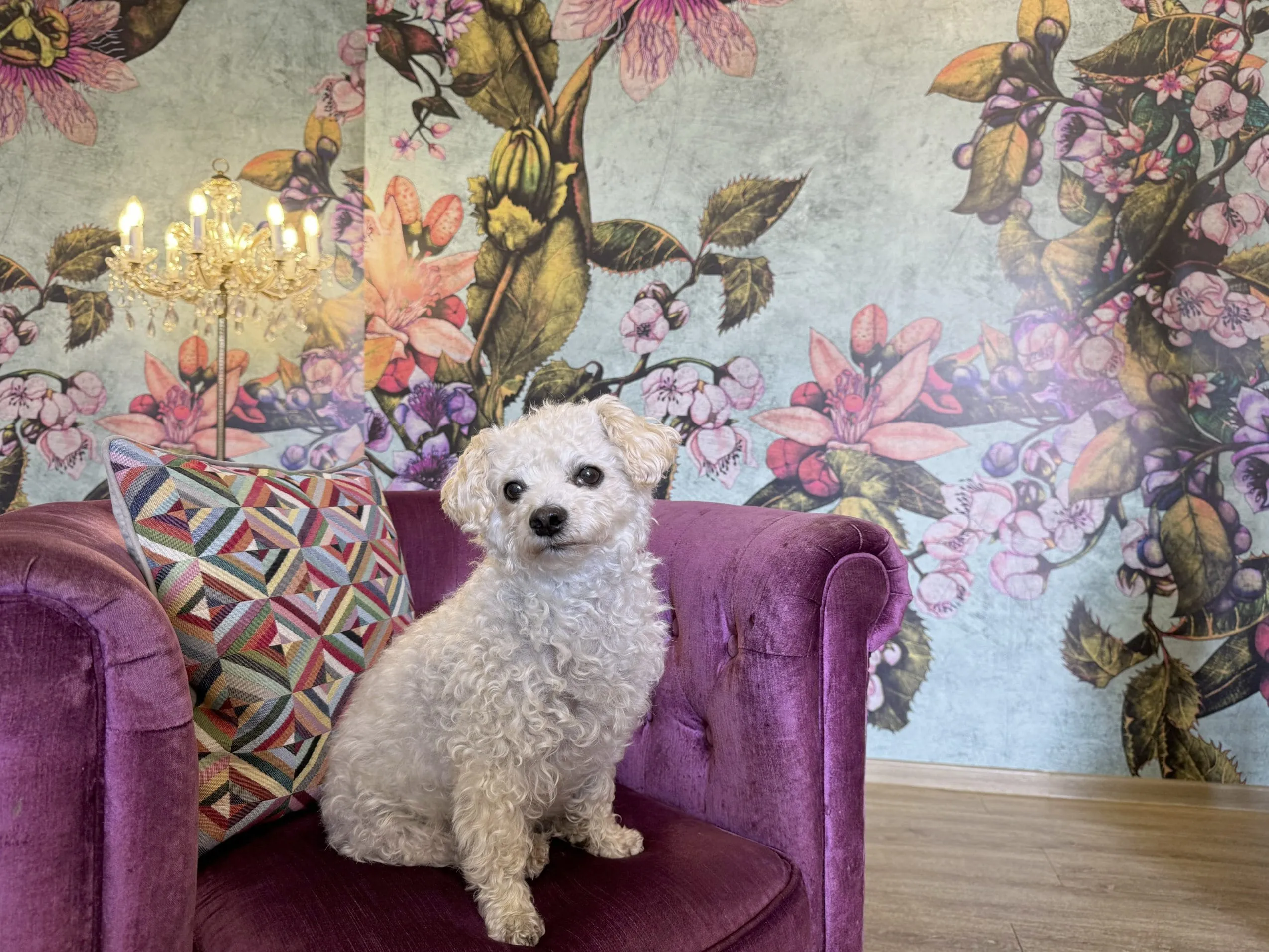 Hotelhund Teddy auf einem violetten Sessel vor der eleganten Blumentapete im Foyer