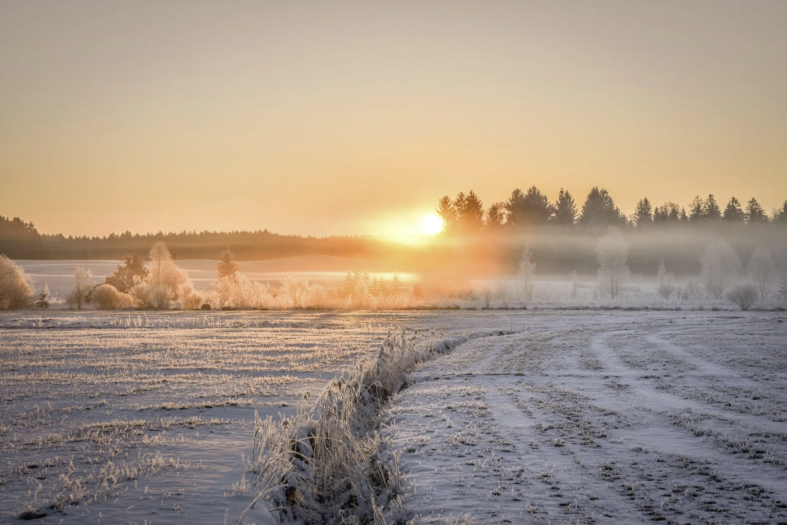 Verschneite Winterlandschaft mit Wiesen im Vordergrund und einem kleinen Wäldchen im Hintergrund durch dessen Baumkronen die untergehende Sonne blitzt.