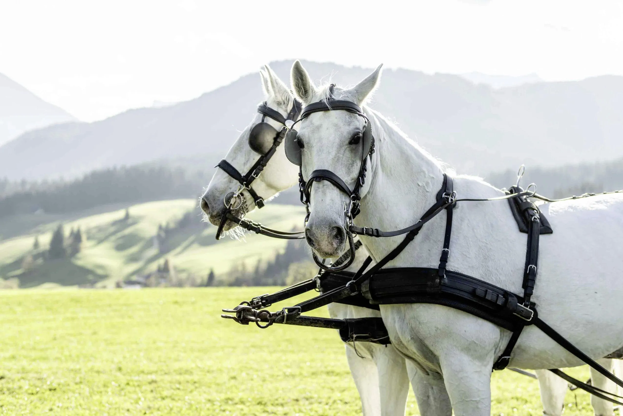 zwei wei&szlig;e Lipizzaner des Posthotel Achenkirch in gr&uuml;ner Natur