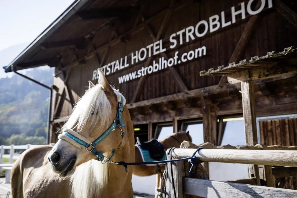 zwei Haflinger vor dem Reitstall des Stroblhof - Active Family Spa Resort