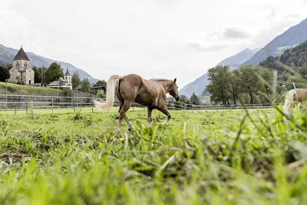 Haflinger auf einer grünen Wiese in der Nähe des Stroblhof - Active Family Spa Resort