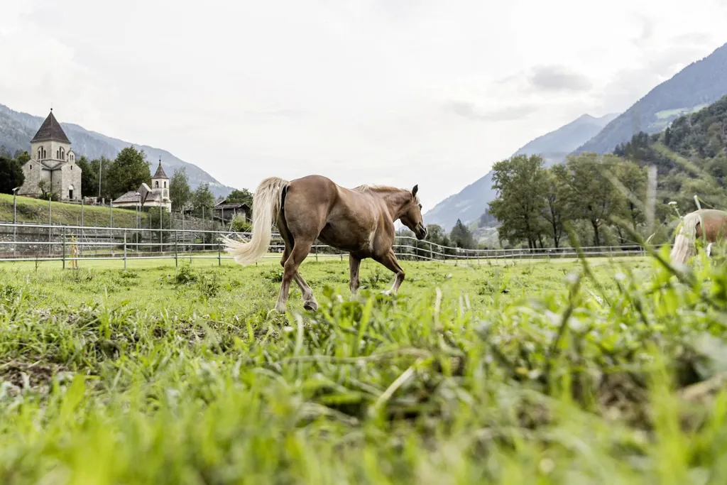Haflinger auf einer gr&uuml;nen Wiese in der N&auml;he des Stroblhof - Active Family Spa Resort