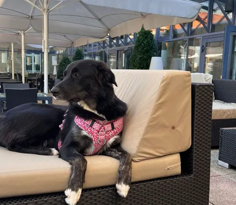 Hund auf einem Loungsessel der Terrasse des nestor Hotel Ludwigsburg