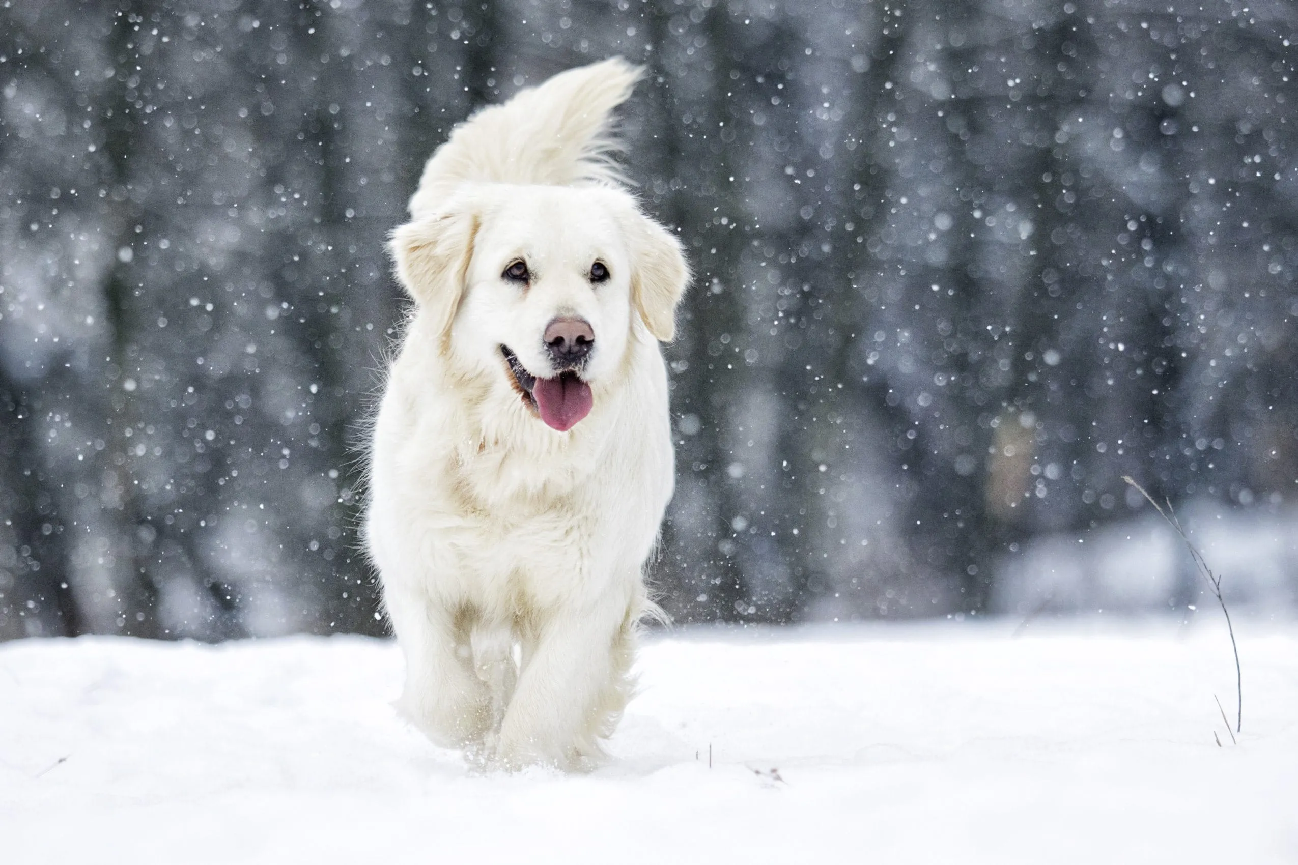 Weißer Retriever läuft durch die verschneite Landschaft