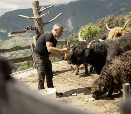 Inhaber des Chalet Resort ZU KIRCHWIES bürstet Langhaar-Büffel, im Hintergrund Berge und bewölkter Himmel