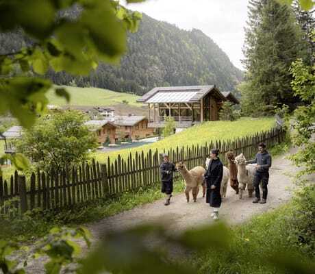Drei Personen führen Alpakas auf einem Weg entlang eines Zauns, im Hintergrund sieht man die Südtirol Chalets Valsegg und bewaldete Hügel