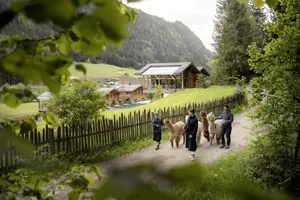 Drei Personen führen Alpakas auf einem Weg entlang eines Zauns, im Hintergrund sieht man die Südtirol Chalets Valsegg und bewaldete Hügel