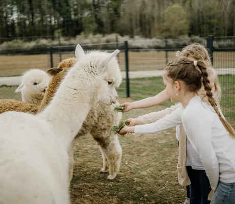 Kinder füttern mehrere Alpakas auf einer eingezäunten Wiese mit Gras auf dem Gelände des Familienhotel Friedrichshof