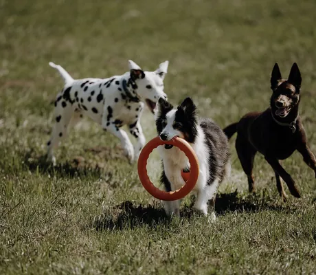 Drei Hunde auf einer Wiese in der Nähe des Chaletdorf ZellerSee, ein schwarz-weißer Border Collie trägt einen roten Ring im Maul, ein Dalmatiner und ein brauner Hund laufen daneben