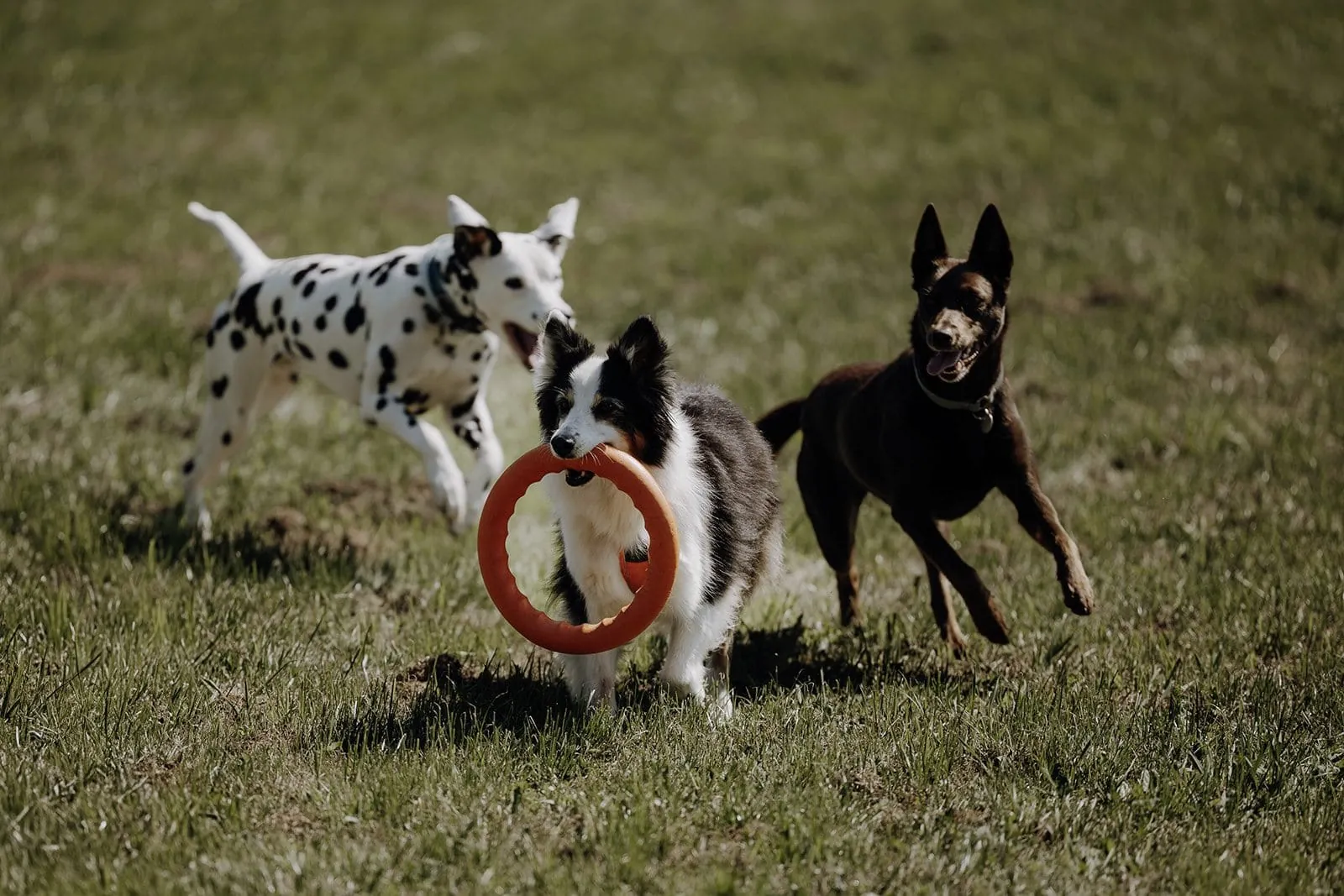 Drei Hunde auf einer Wiese in der Nähe des Chaletdorf ZellerSee, ein schwarz-weißer Border Collie trägt einen roten Ring im Maul, ein Dalmatiner und ein brauner Hund laufen daneben