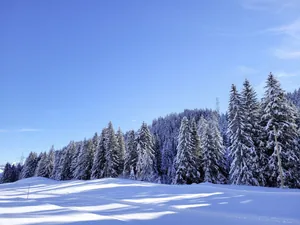 Winterlandschaft in der Nähe des Hotel Mischun mit schneebedeckten Tannen unter blauem Himmel