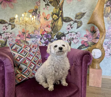 weißer Hund sitzt im Ringhotel Sonneck auf einem violetten Sessel vor Blumentapete