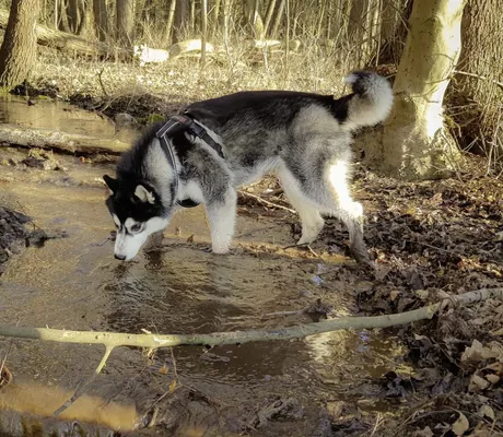Husky mit Geschirr steht im Bach beim Seehotel Heidehof