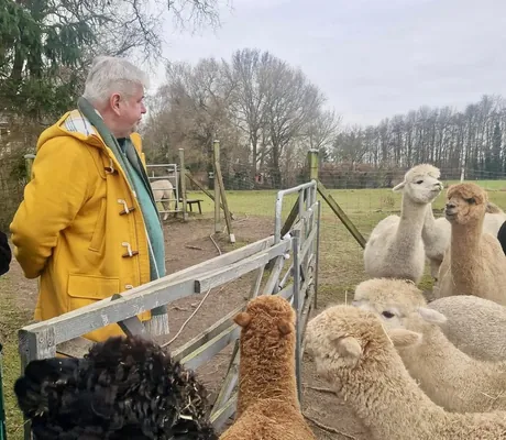 Person steht vor Alpaka-Gehege mit einigen Tieren, Rahmenprogramm im Mercure Tagungs- & Landhotel Krefeld
