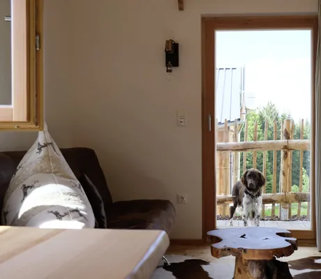 braun-weißer Hund steht an der Terrassentür de Cottages im Hunderesort Waldeck und schaut hinein