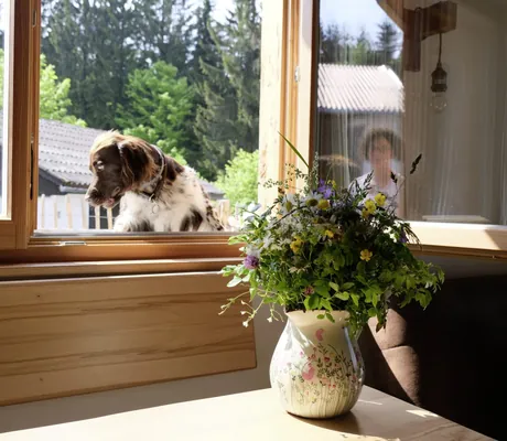 braun-weißer großer Hund steht am Fenster des Cottages im Hunderesort Waldeck