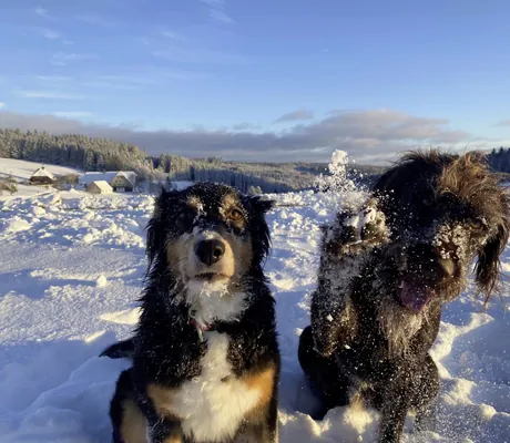 zwei Hunde im Schnee im Vier Jahreszeiten am Schluchsee