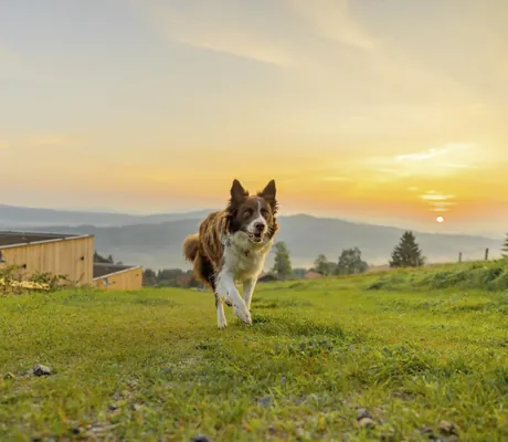 Collie läuft auf Wiese auf Kamera zu in der Abendsonne im Hunderesort Waldeck
