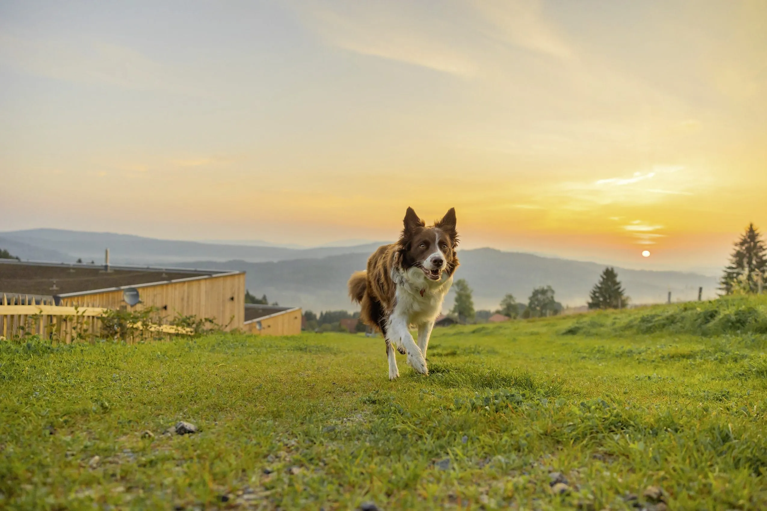 Collie l&auml;uft auf Wiese auf Kamera zu in der Abendsonne im Hunderesort Waldeck