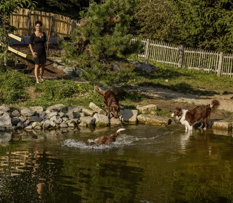 drei Hund etoben im Hundeteich im Hunderesort Waldeck und Frau steht am Ufer