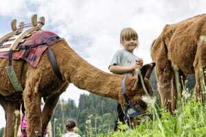 Mädchen steht neben einem gesattelten Lama auf einer Wiese beim Falkensteiner Kronplatz