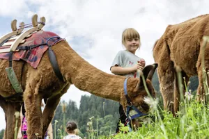 Mädchen steht neben einem gesattelten Lama auf einer Wiese beim Falkensteiner Kronplatz