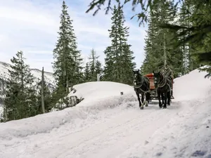 Mann führt zweispännige Kutsche durch die Winterlandschaft am Falkensteiner Kronplatz
