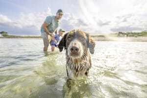 brauner Hund steht mit mann und Kind direkt im Meer vor dem Damp Resort Ostsee