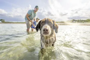 brauner Hund steht mit mann und Kind direkt im Meer vor dem Damp Resort Ostsee