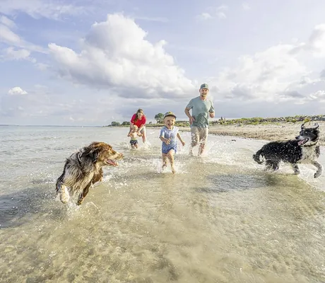 Familie mit zwei Kindern tobt mit zwei Hunden durch das Wasser am Strand des Damp Ostsee Resort