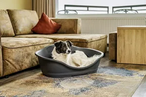 schwarz-weißer Hund liegt im Hundekörbchen vor dem braunen Sofa im Damp Ostsee Resort