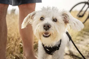 weißer kleiner Hund schaut direkt in die Kamera am Strand des Damp Resort Ostsee