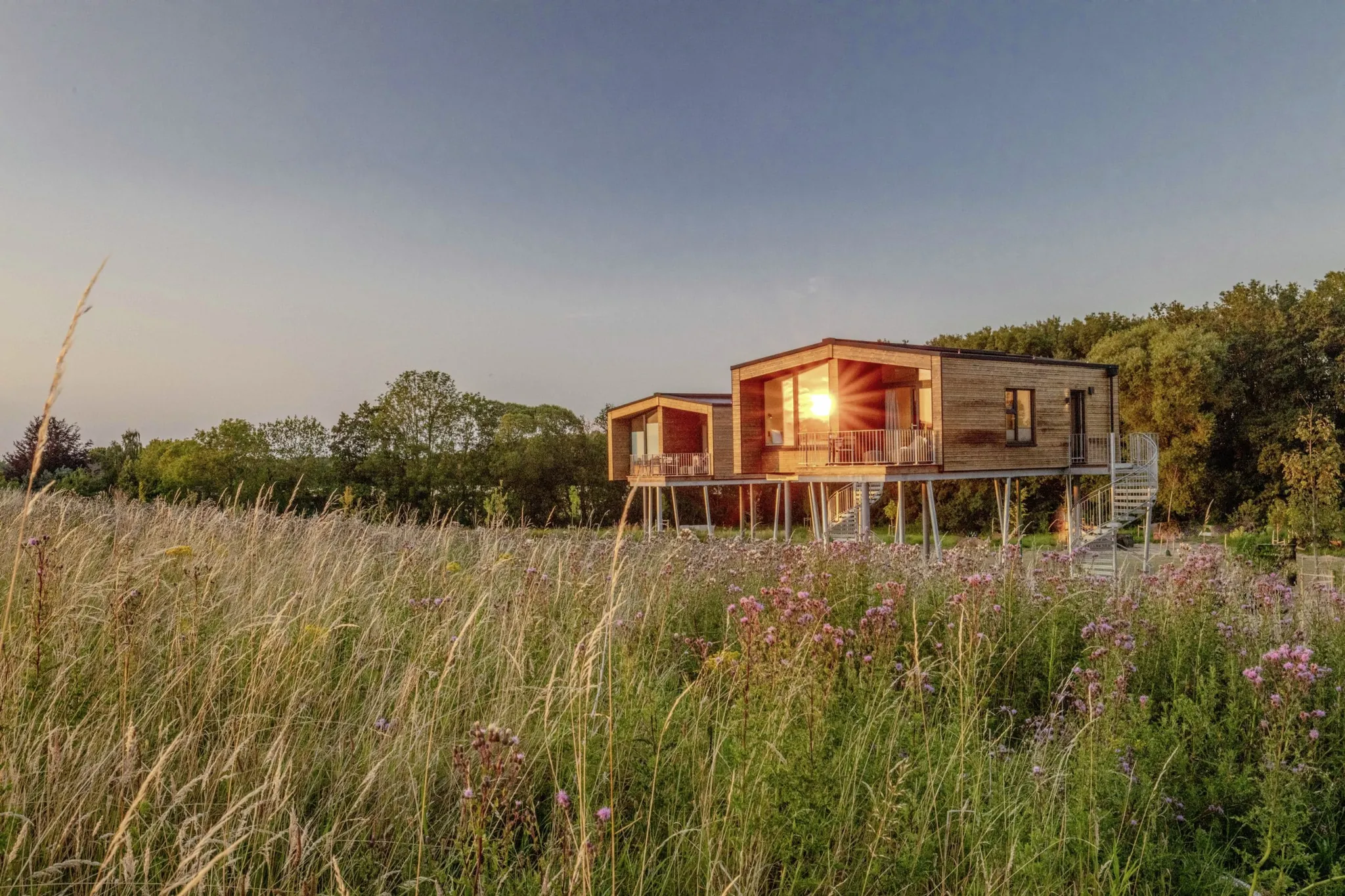 Blumenwiese vor den Holzhäusern auf Stelzen des Ostsee Baumhaushotel in der Abendsonne