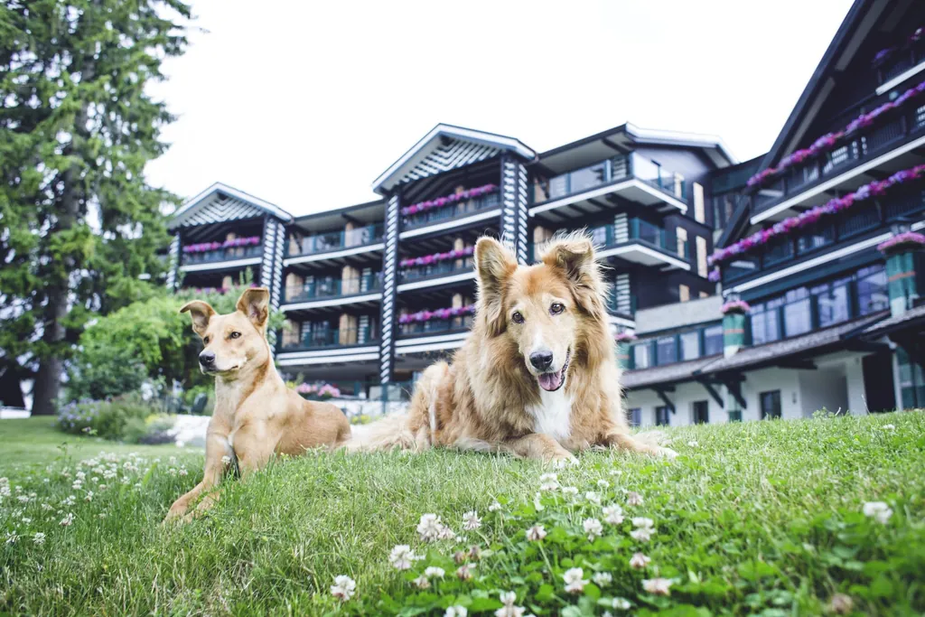 Zwei Hunde liegen auf der Wiese vor dem Alpin Resort Sacher Seefeld – Tirol