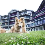 Zwei Hunde liegen auf der Wiese vor dem Alpin Resort Sacher Seefeld – Tirol