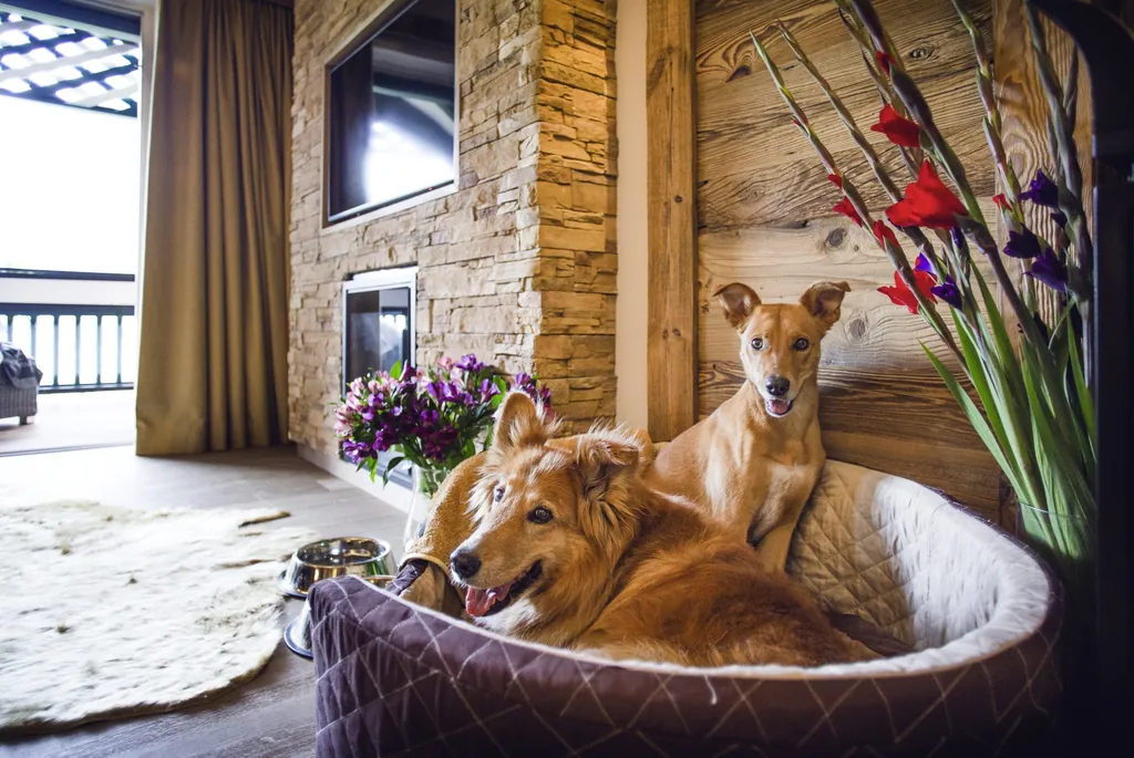 Zwei Hunde in einem Hundekorb in einem Zimmer des Alpin Resort Sacher Seefeld – Tirol