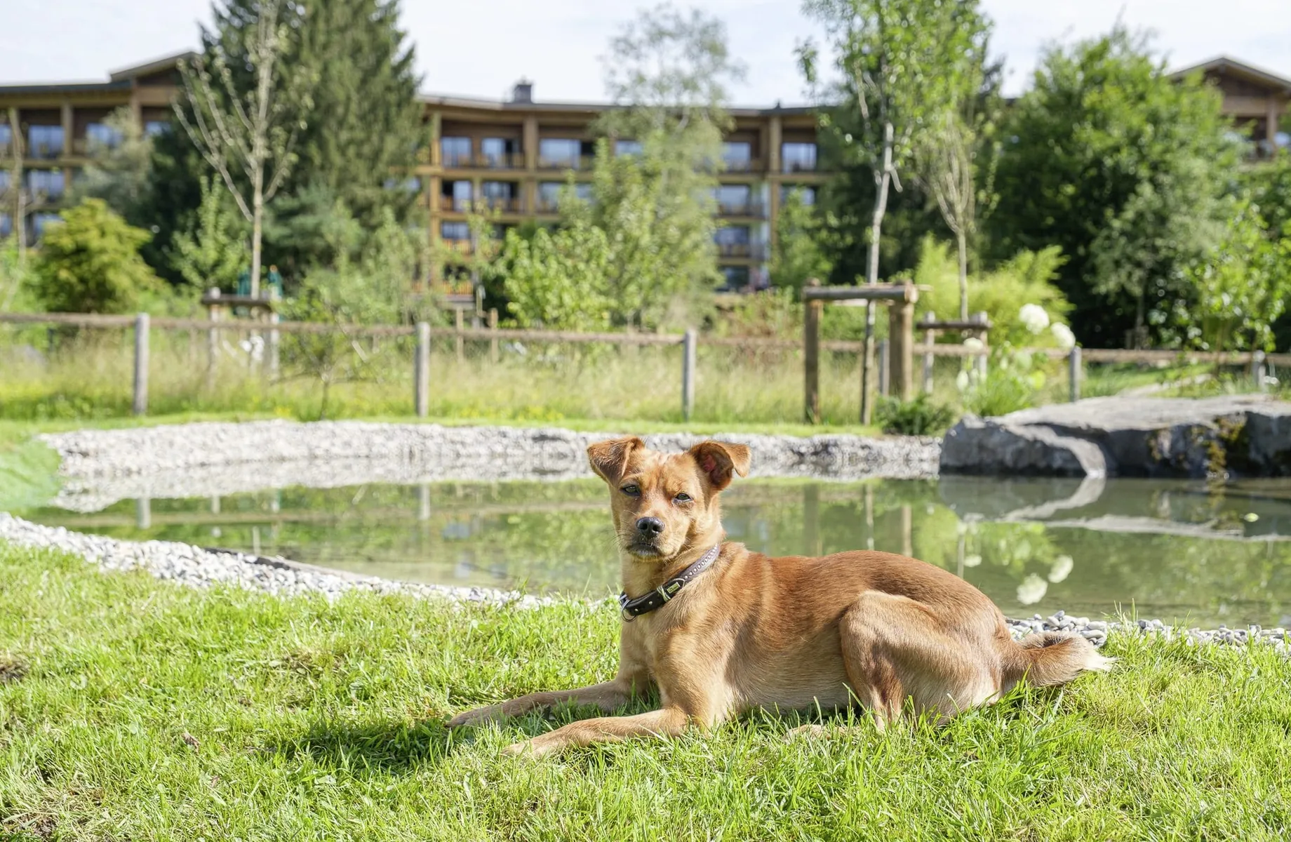 Entspannter Hund liegt neben einem kleinen Hundepool auf einer Wiese vor dem Sonnenalp Resort