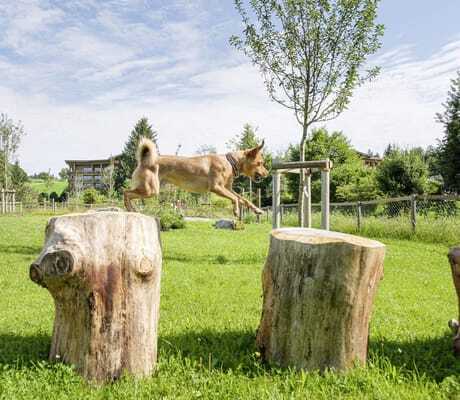 Hund springt über Baumstämme auf einer grünen Spielwiese des Sonnenalp Resorts