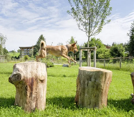 Hund springt über Baumstämme auf einer grünen Spielwiese des Sonnenalp Resorts