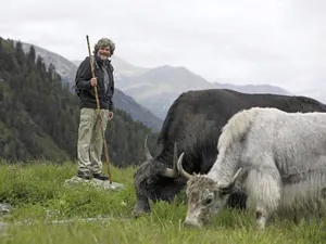 Reinhold Messner mit Hochlandrindern, die sich auf den Yak-Auftrieb in Sulden vorbereiten.