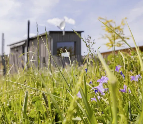 Eine grüne Wiese mit Wildblumen mit einer Blockhütte unweit vom Landrefugium Obermüller in Untergriesbach.
