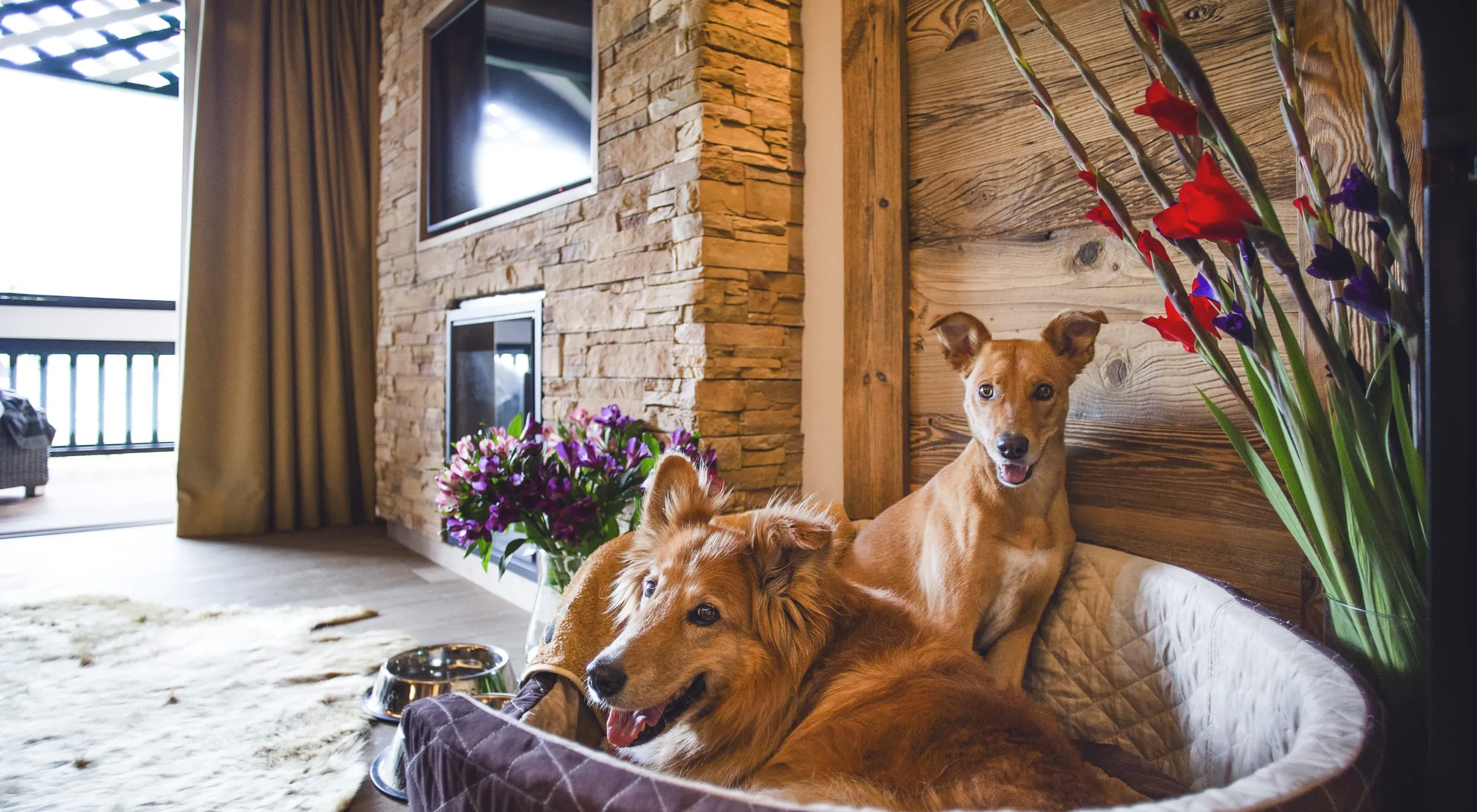 Zwei Hunde, ein brauner und ein rotbrauner, entspannen in einem braunen Hundekörbchen in einer gemütlichen Suite mit Holz- und Steinwänden. Neben ihnen stehen Gladiolen und ein Blumenstrauß.