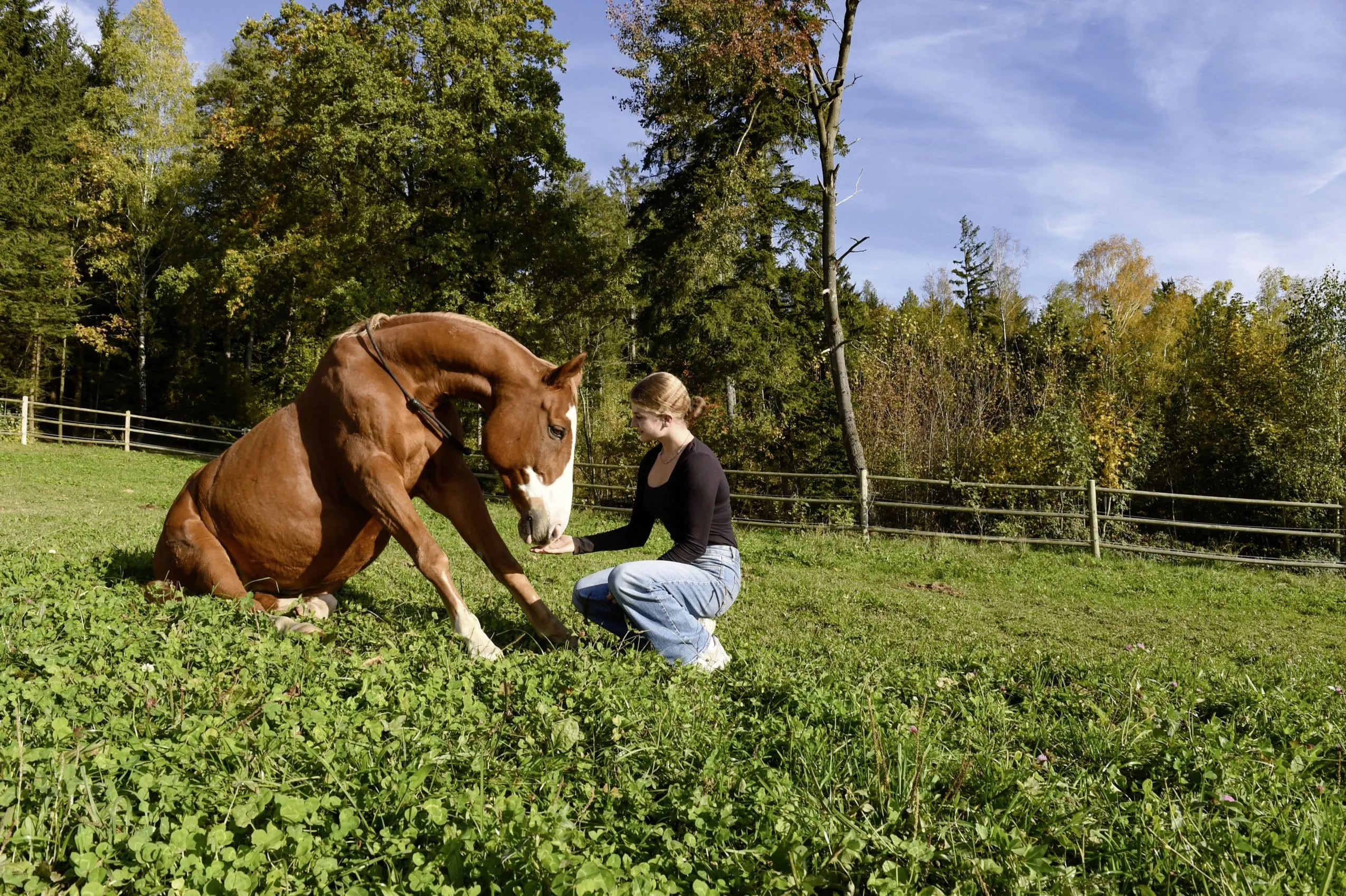Pferd Finn mit Mädchen im Familienhotel Ulrichshof in Rimbach.
